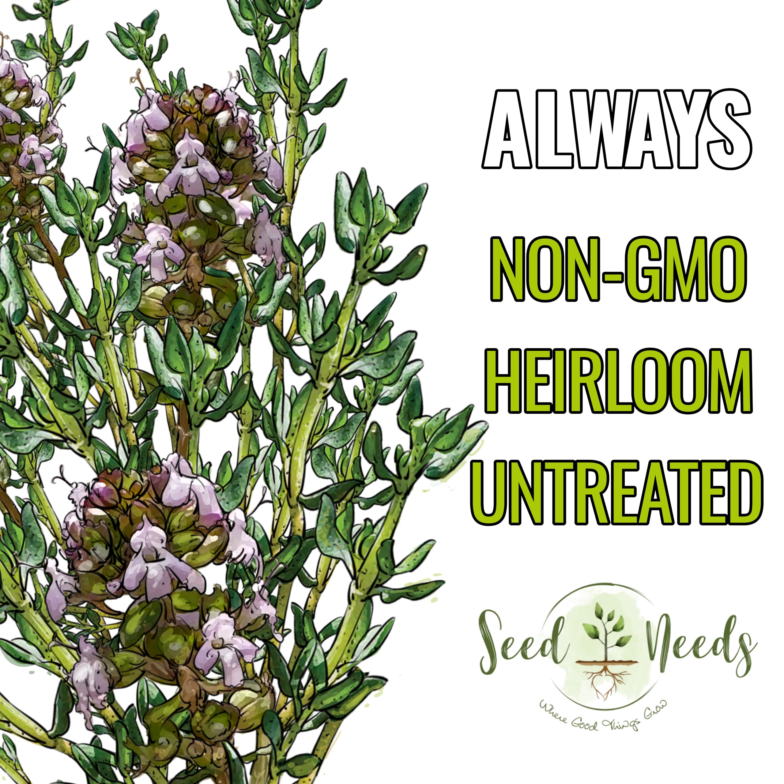 Seed Needs thyme leaves aroma close-up highlights fragrant foliage