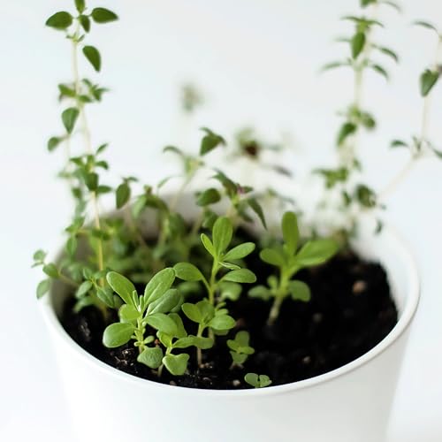 Seed Needs thyme seeds close-up reveals tiny seeds ready for sowing