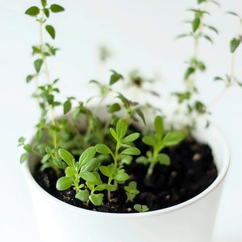 Seed Needs thyme seeds close-up reveals tiny seeds ready for sowing