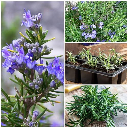 Seed Needs thyme seeds pack close-up, perfect for seasoning a home garden.