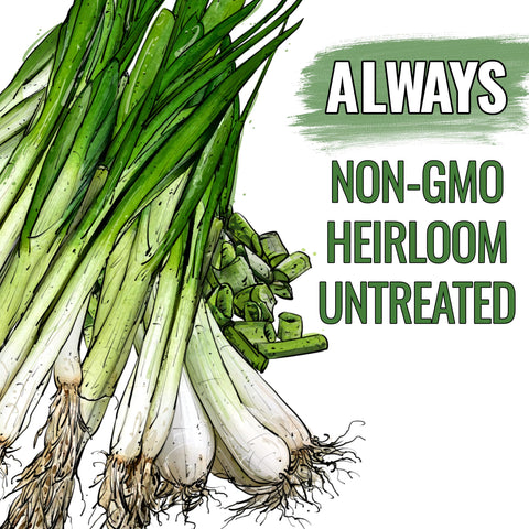 Seed Needs Tokyo White Bunching onion growing in full sun for best yields.