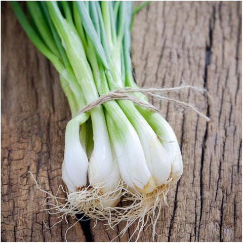 Seed Needs Tokyo White Bunching onion open-pollinated heirloom seeds.