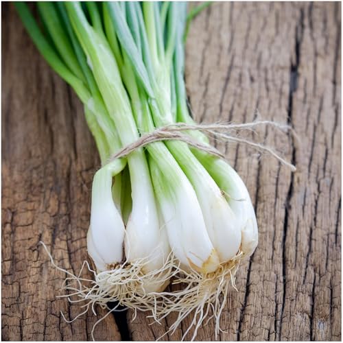 Seed Needs Tokyo White Bunching onion seedlings in pot show early growth.