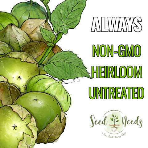 Seed Needs tomatillo harvest-ready green fruit for fresh salsa and sauces
