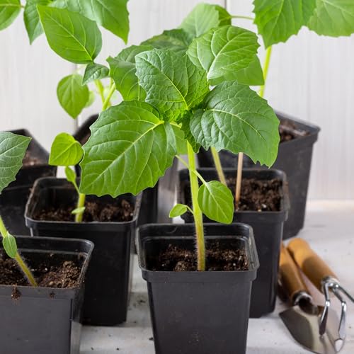 Seed Needs tomatillo grande rio verde sowing instructions for easy starting and transplanting