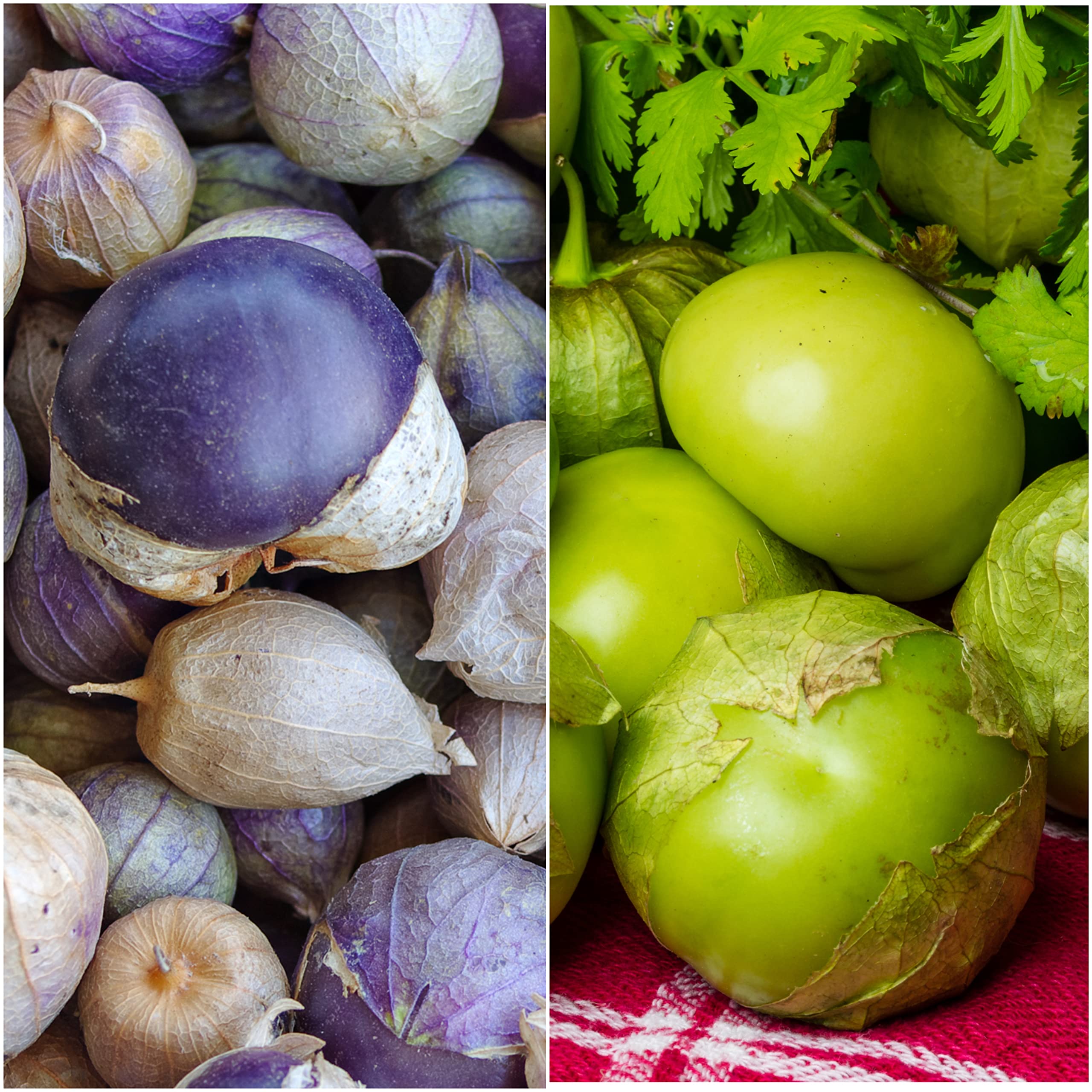 Seed Needs tomatillo variety pack back shows sowing instructions for beginners.