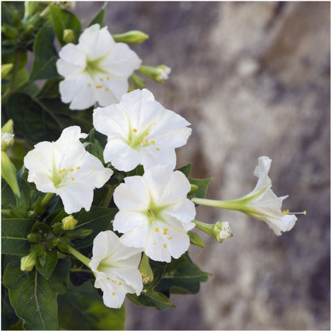 Seed Needs trumpet-shaped bloom close-up highlighting delicate white petals.