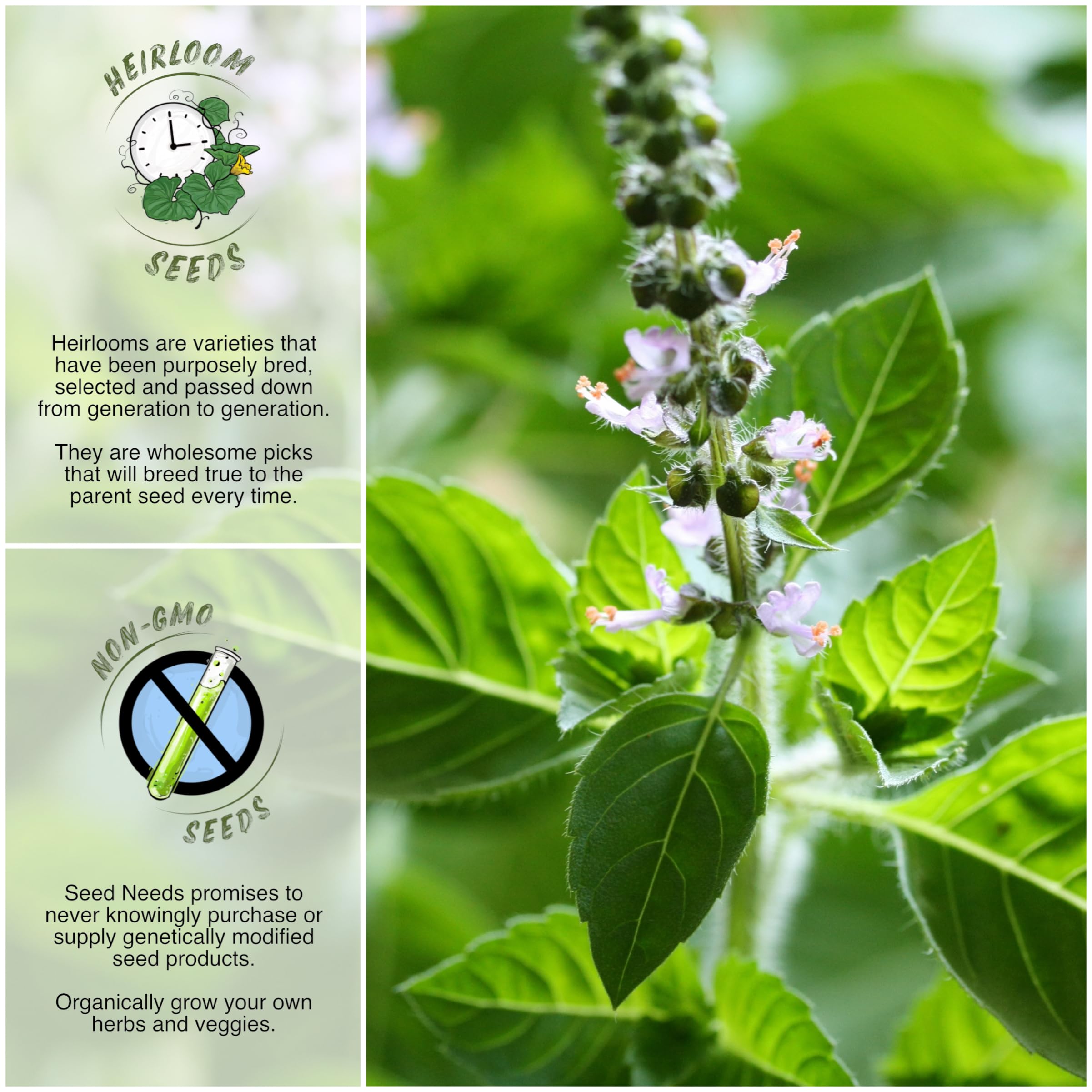 Seed Needs Tulsi indoors windowsill plant for compact, easy herb growing.