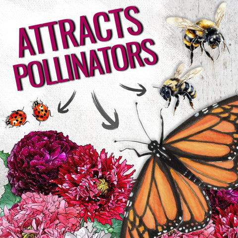 Seed Needs blooms range pink, red, purple, white, and bi-colors for vivid mixes.