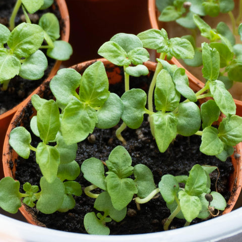 Seed Needs Untreated seeds – suitable for organic kitchen gardens