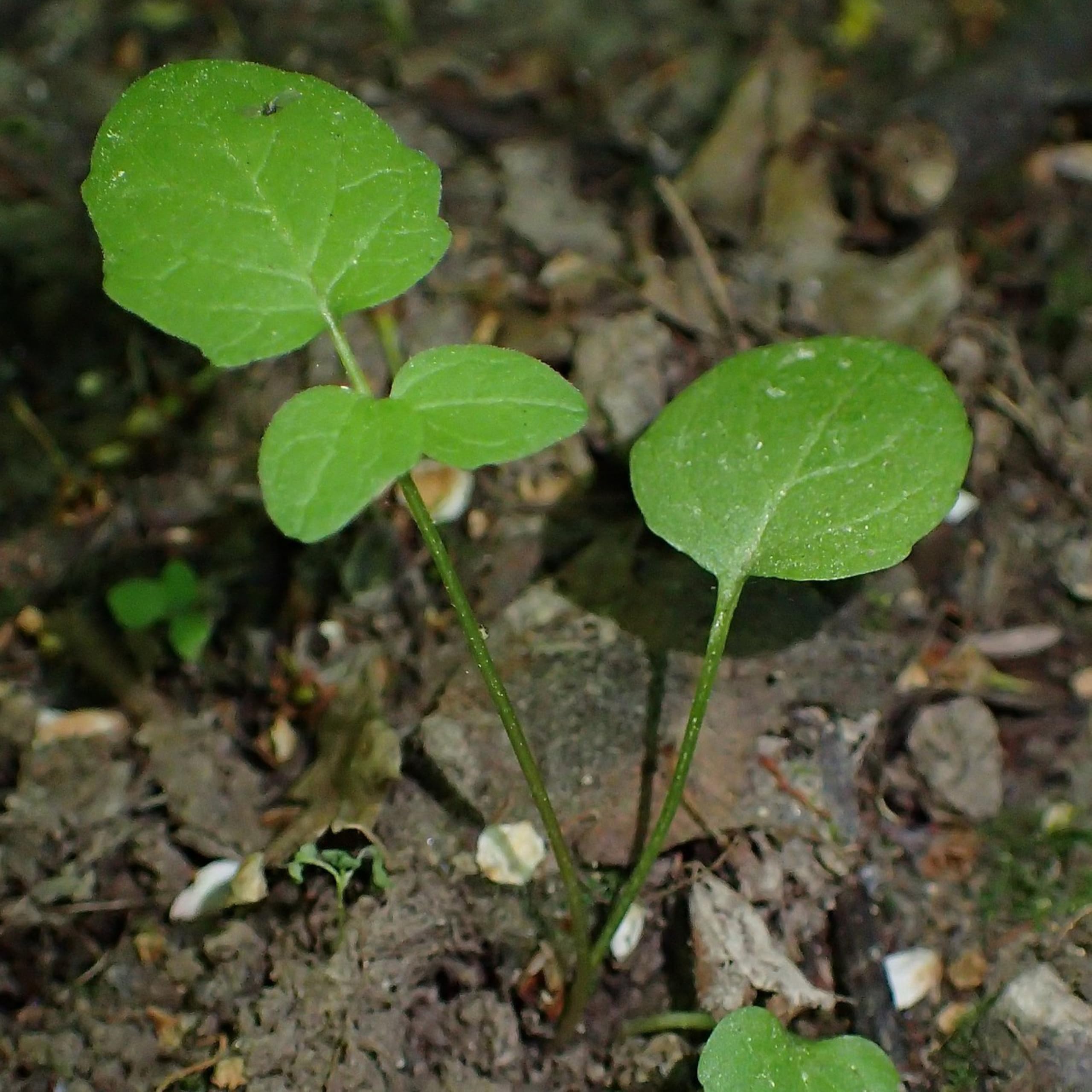 Seed Needs home garden setting with perennial valerian ready to grow.