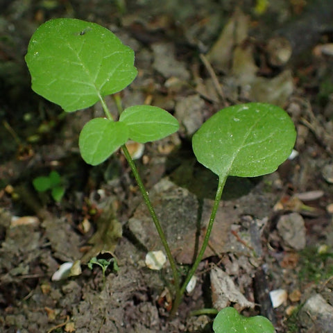 Seed Needs home garden setting with perennial valerian ready to grow.