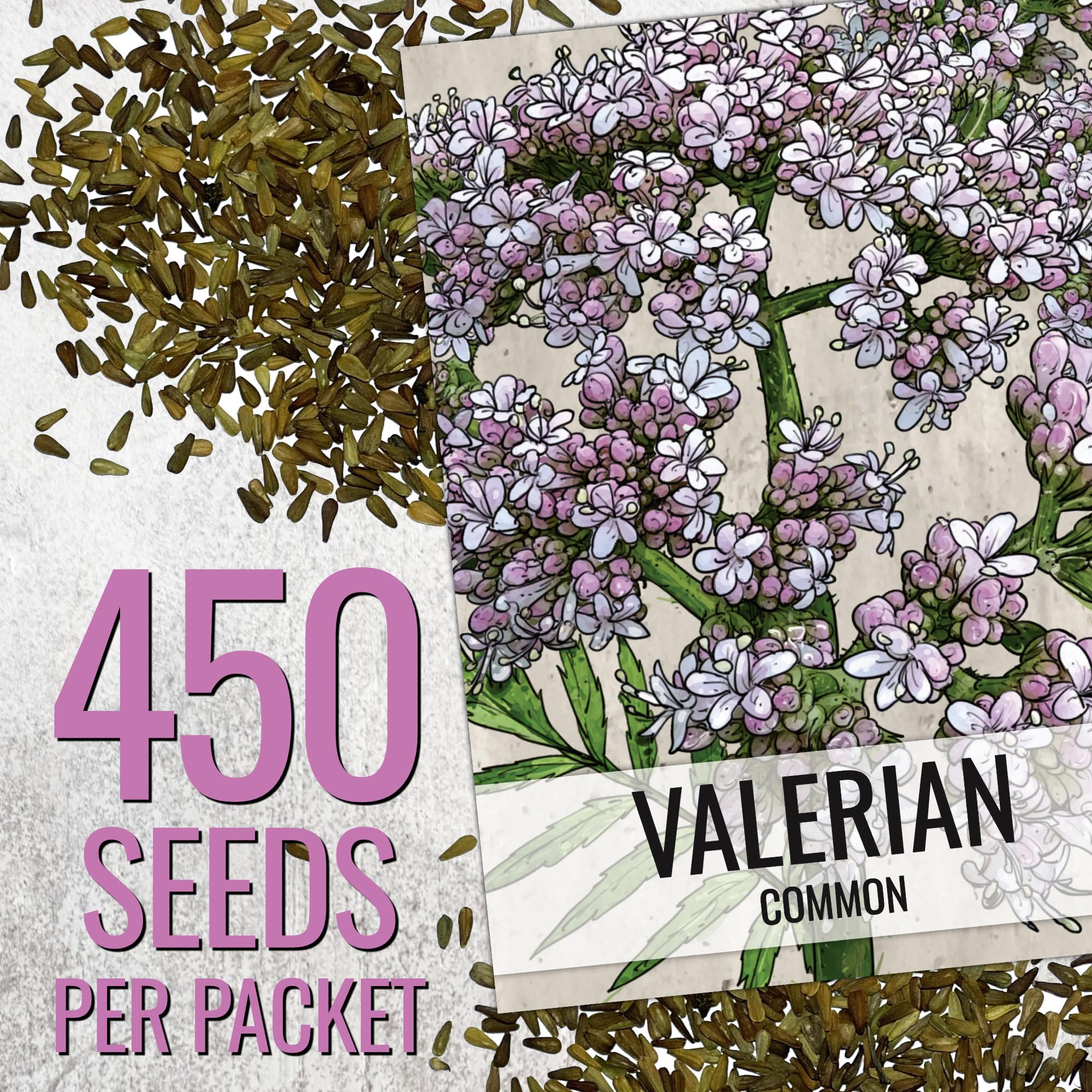 Seed Needs valerian plants growing in full sun.