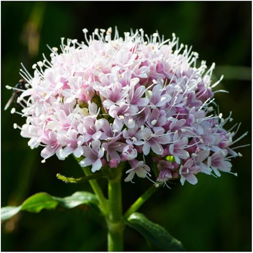 Close-up of Seed Needs valerian seeds highlighting open-pollinated heritage variety.