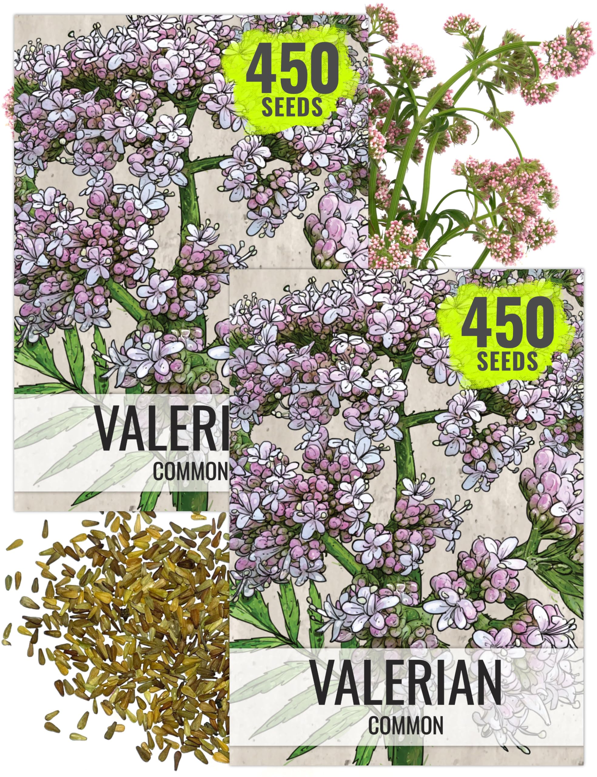 Seed Needs valerian seeds packaging with sowing instructions for home herb garden.
