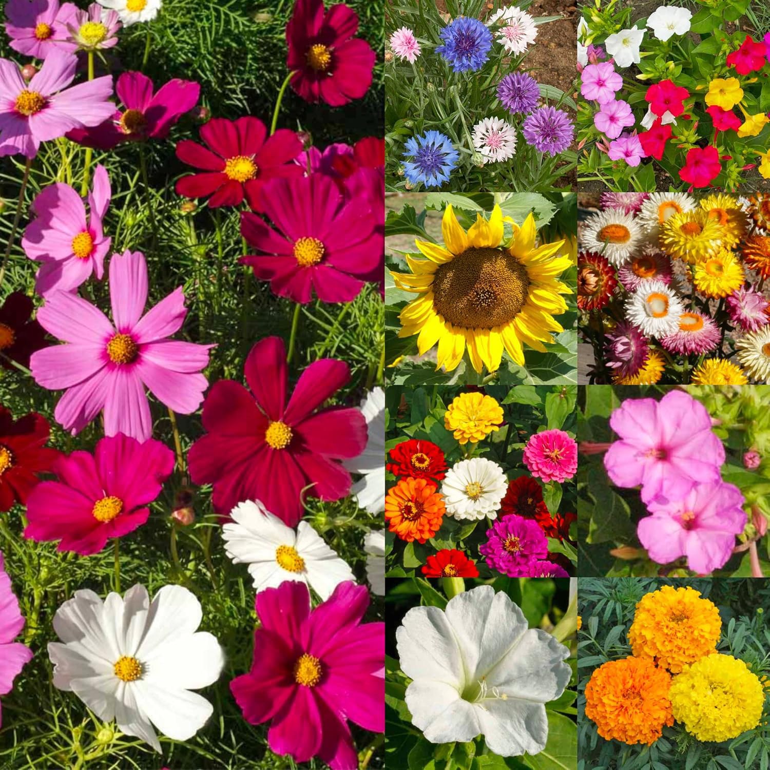 Seed Needs vibrant wildflower mix image highlights color variety for your yard