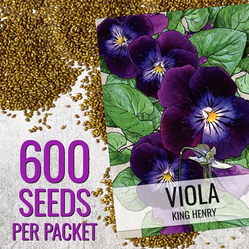 Seed Needs King Henry Violas bloom close-up showing velvety petals.
