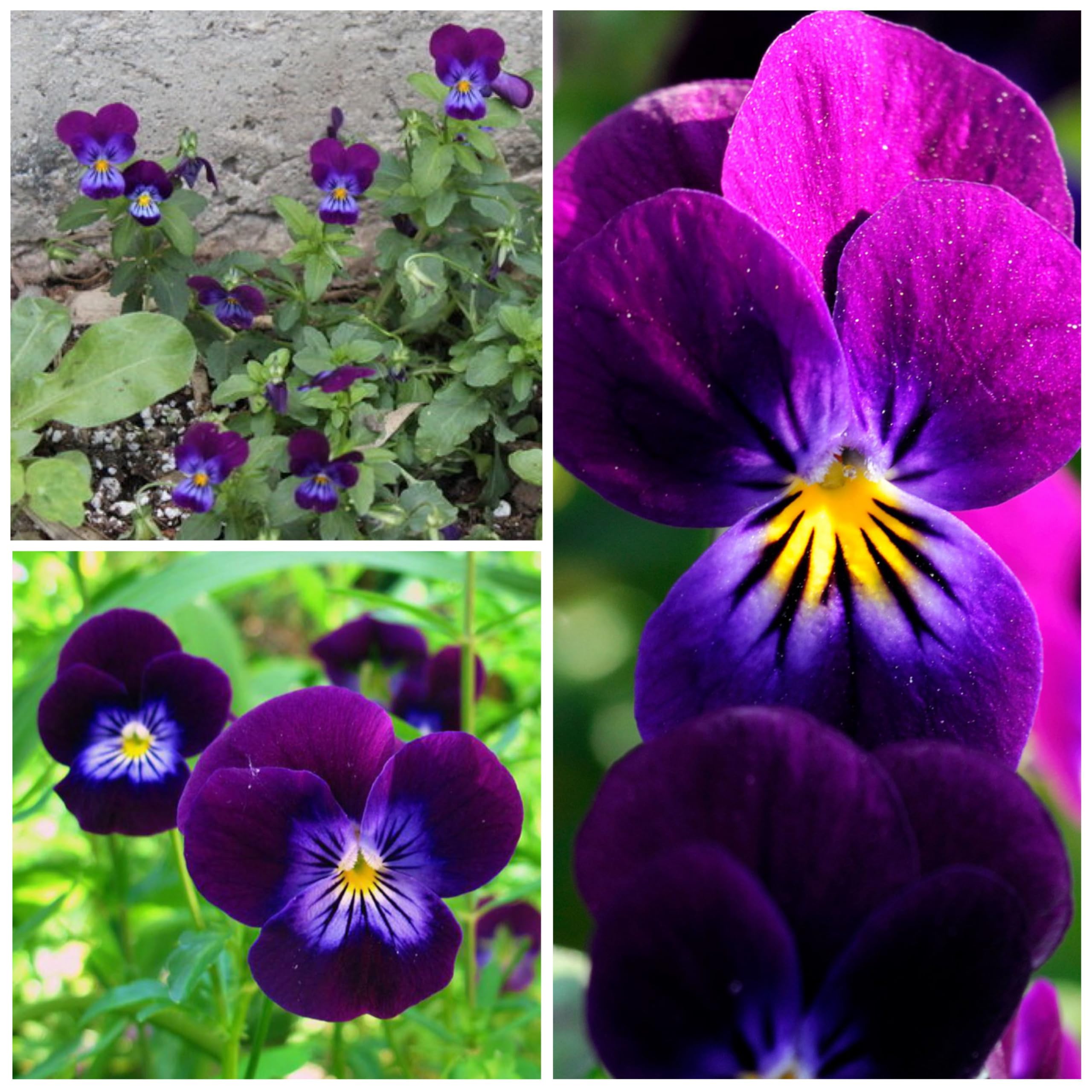 Seed Needs King Henry Violas seeds ready to sow.