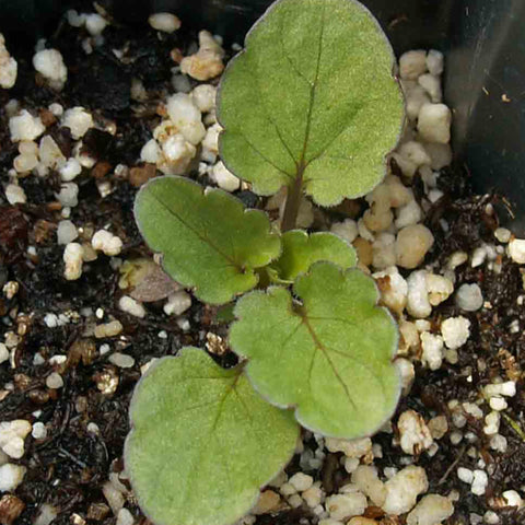 Seed Needs King Henry Violas seed packet packaging preserves freshness.