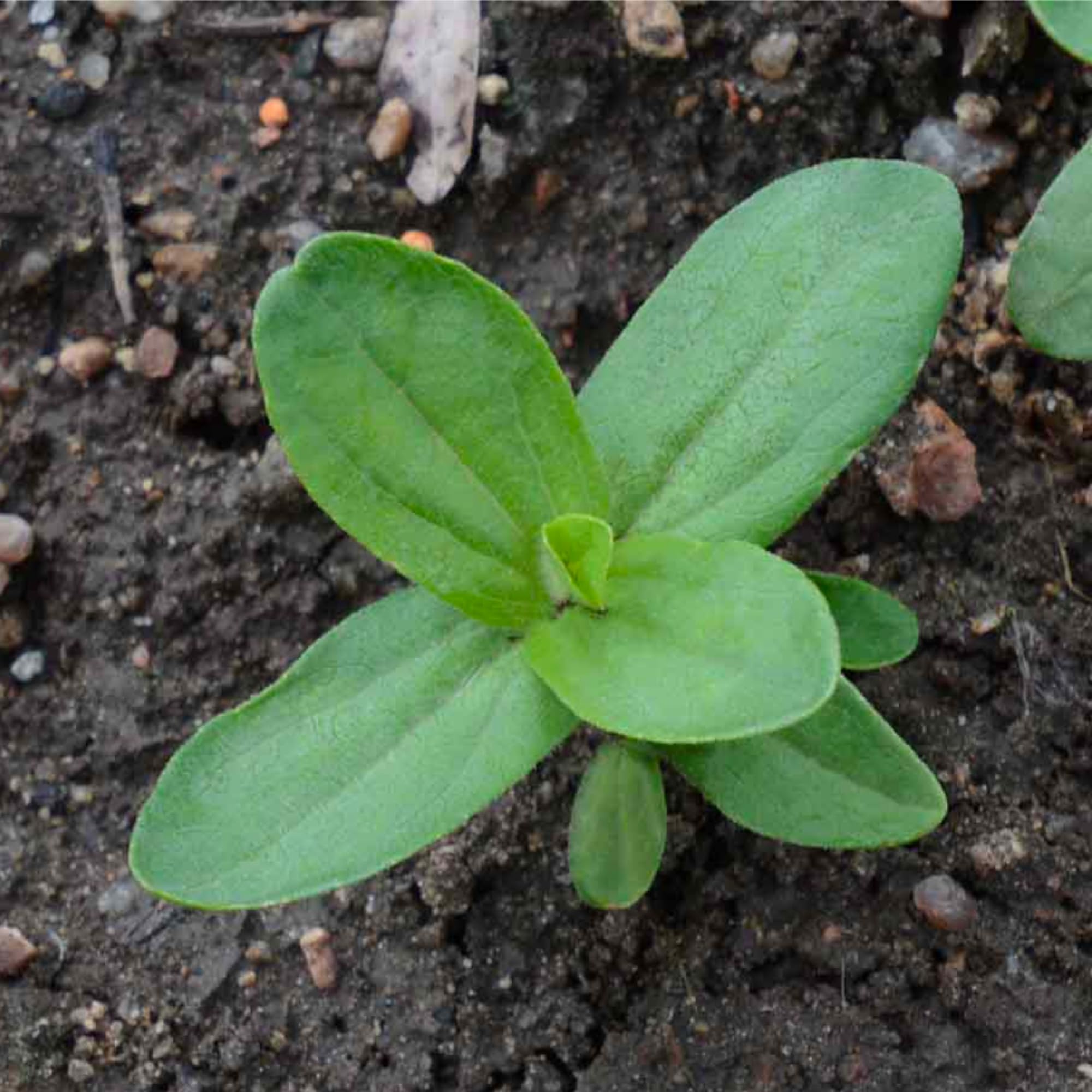 Seed Needs Violet Queen zinnia cut flower ready for arrangements.