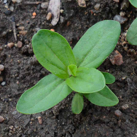 Seed Needs Violet Queen zinnia cut flower ready for arrangements.