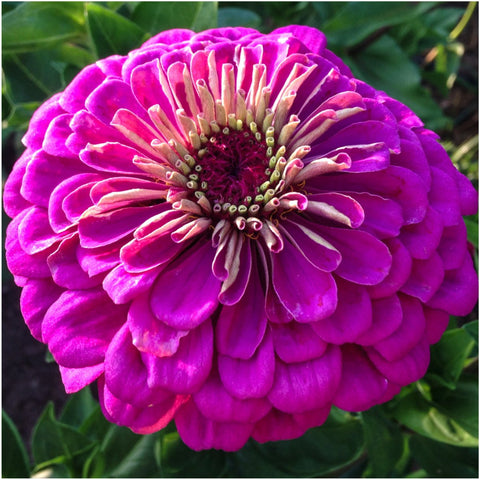 Seed Needs Violet Queen zinnia in garden bed showcases dramatic color.