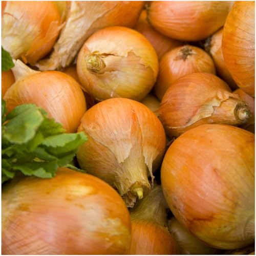 Seed Needs Walla Walla onion bulb close-up shows large, sweet bulbs ideal for raw slices.