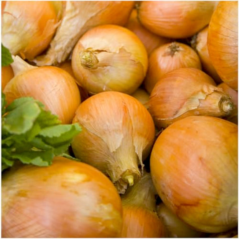 Seed Needs Walla Walla onion bulb close-up shows large, sweet bulbs ideal for raw slices.