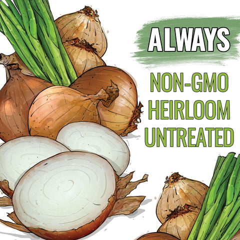 Seed Needs Walla Walla onion flesh shows crisp white interior and mild flavor.
