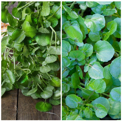 Seed Needs Watercress seeds ready to sow on a sunny windowsill or outdoor plot.