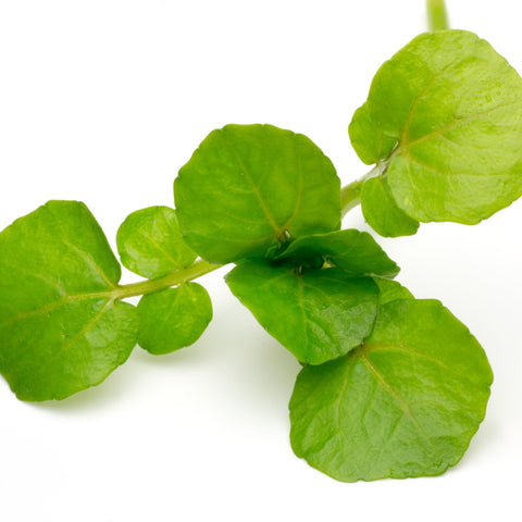 Seed Needs Watercress leaves added to salads and garnishes.