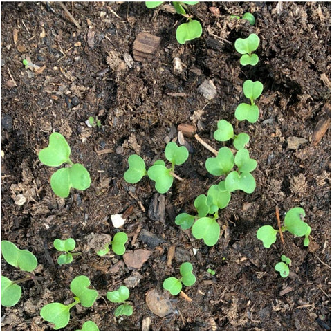Mature Seed Needs Watercress plants reach 18–24 inches tall in a garden bed.