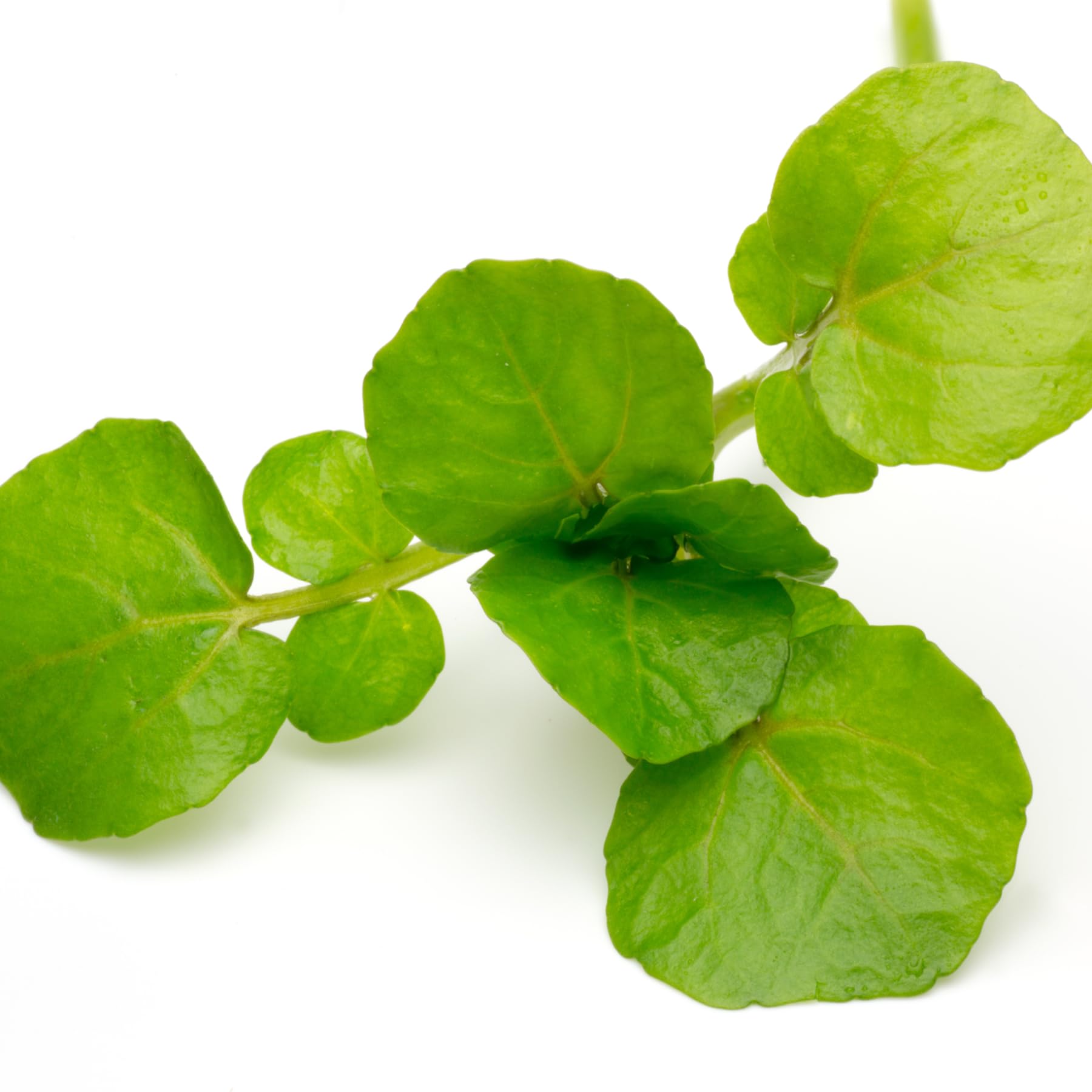 Seed Needs Watercress seeds germinate quickly with proper sowing in warm soil.
