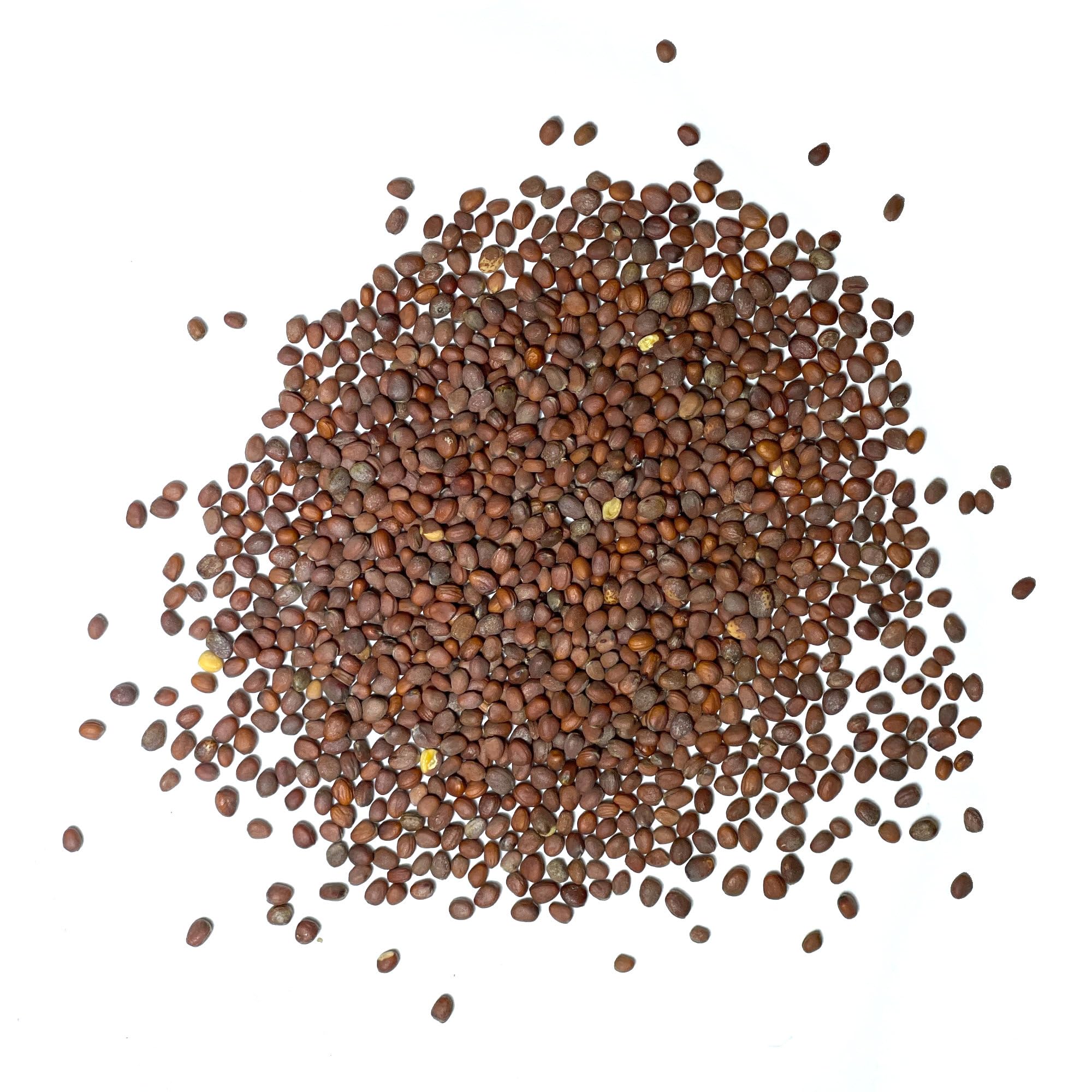 Seed Needs Watermelon Radish packaging details emphasize freshness and sowing guidance.