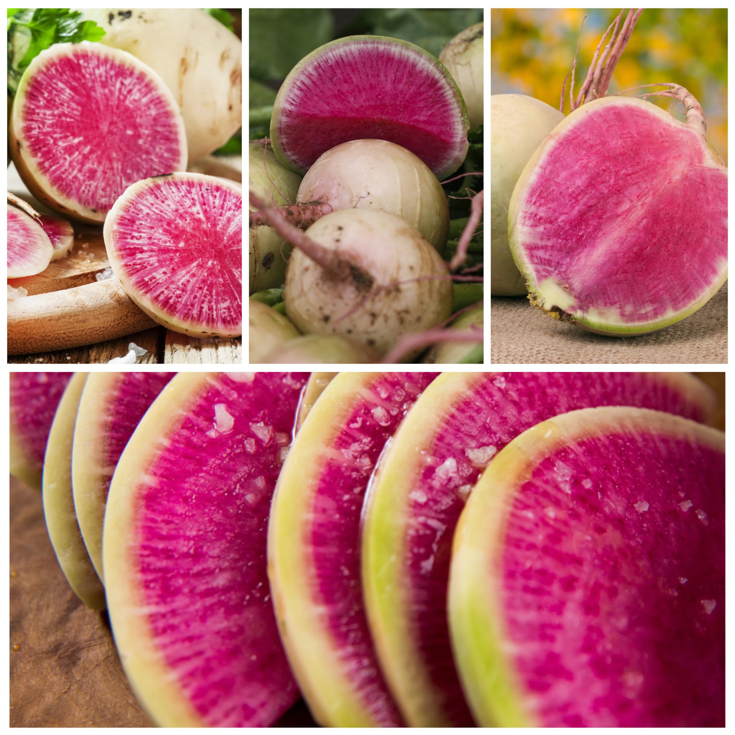 Seed Needs Watermelon Radish pink-inside radishes ideal for vibrant salads.