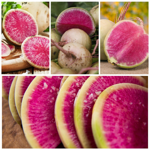Seed Needs Watermelon Radish pink-inside radishes ideal for vibrant salads.