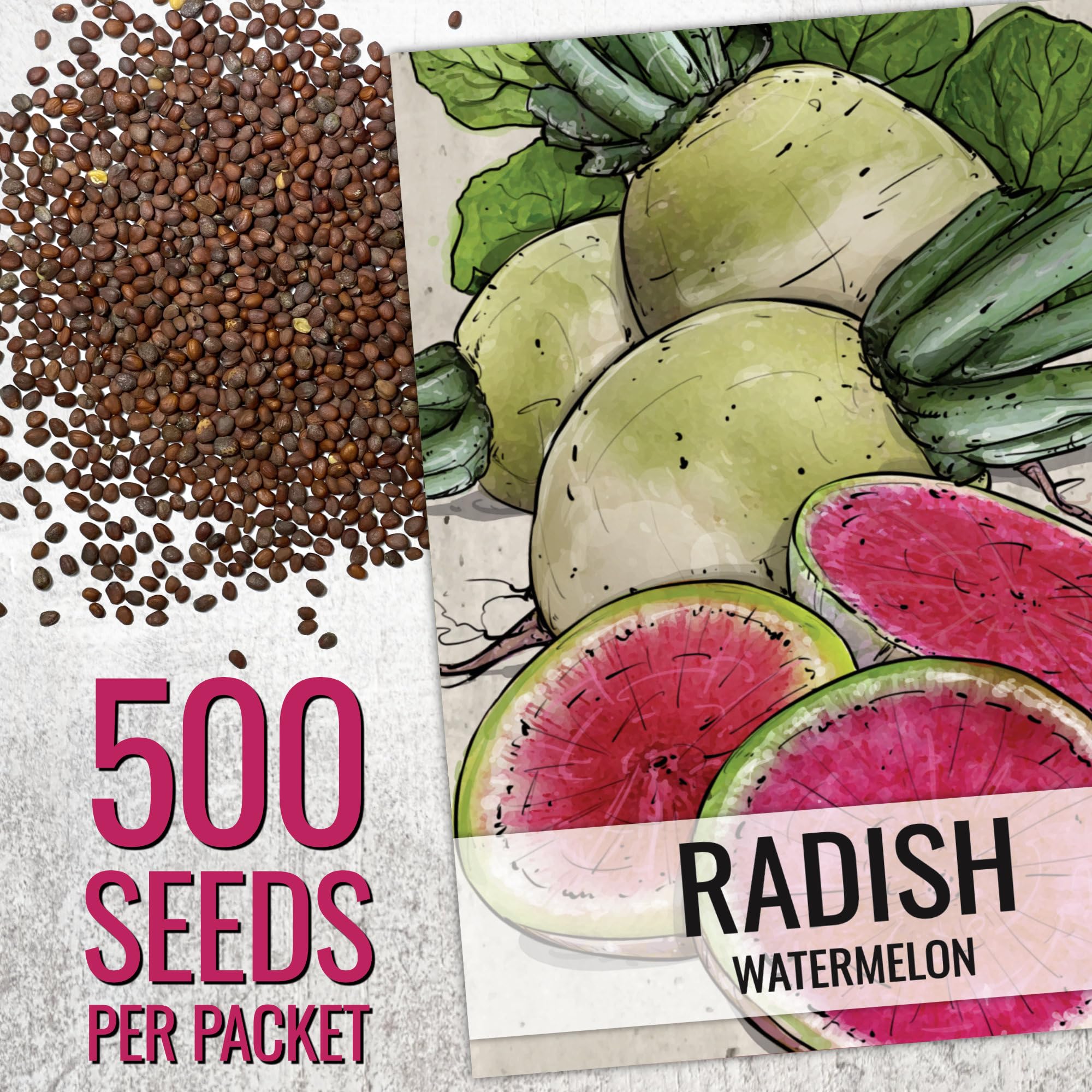 Seed Needs Watermelon Radish sowing in garden demonstrates easy planting for crunchy salads.