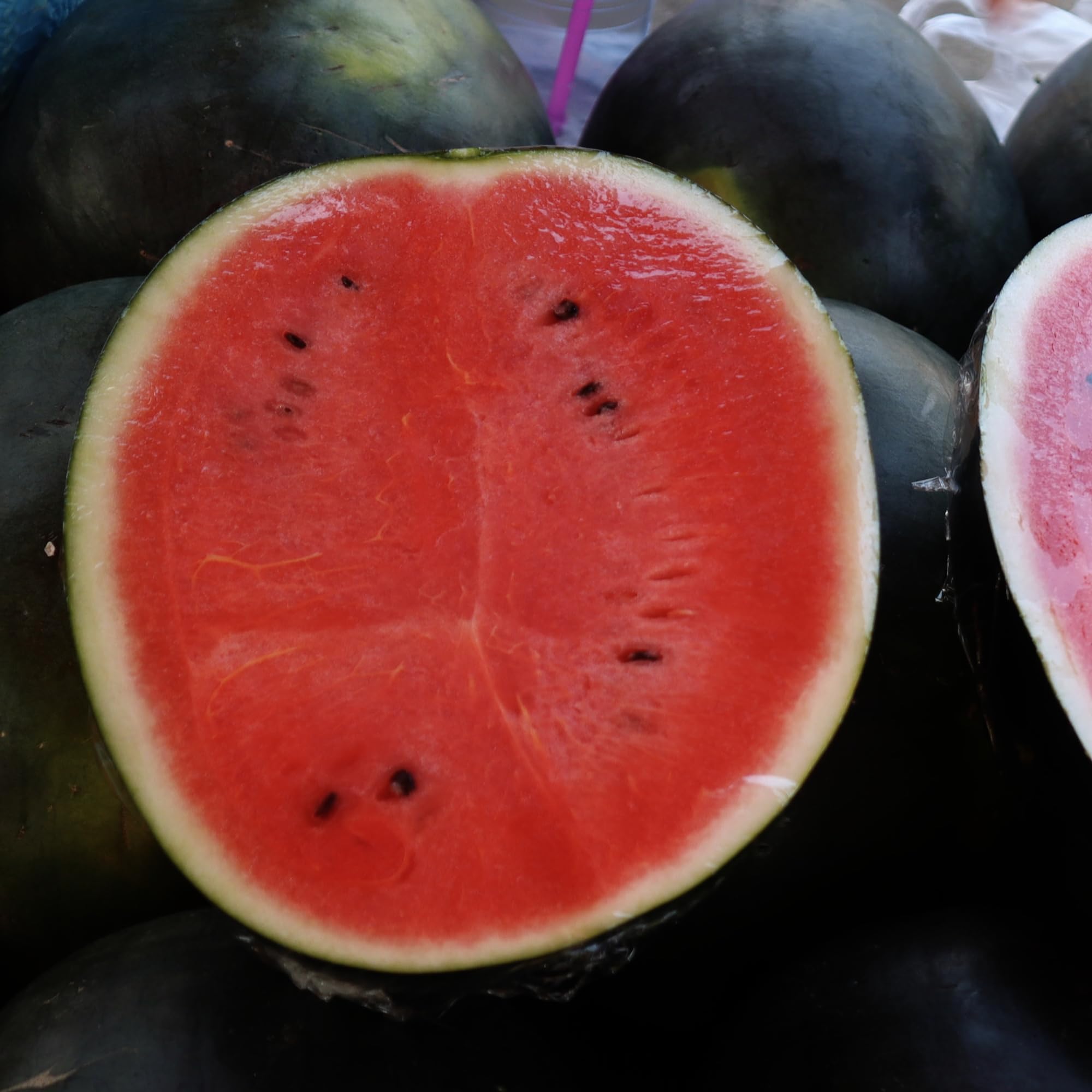 Seed Needs watermelon seeds in a home garden setup for tasty summer fruit