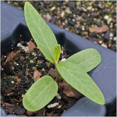 Seed Needs wetland garden setting demonstrates natural habitat for pollinators.