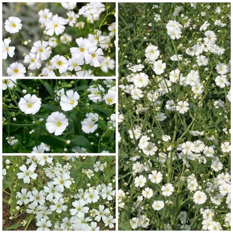 Seed Needs White Baby's Breath germination photo shows fast growth potential.