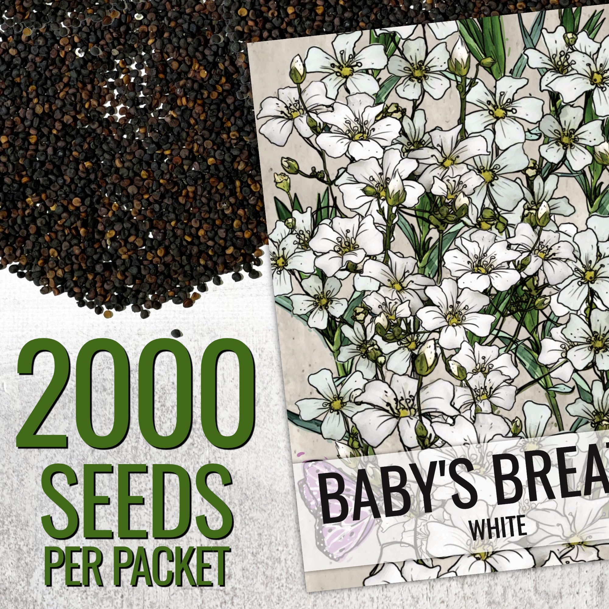 Seed Needs White Baby's Breath tall stems image highlights 10-18 inch height.