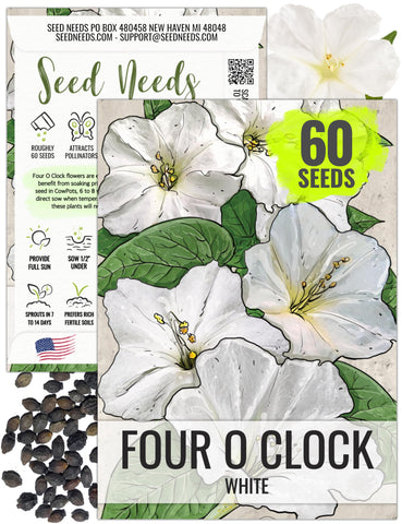 Seed Needs White Four Oclock bloom with trumpet flowers in late afternoon light for garden charm.