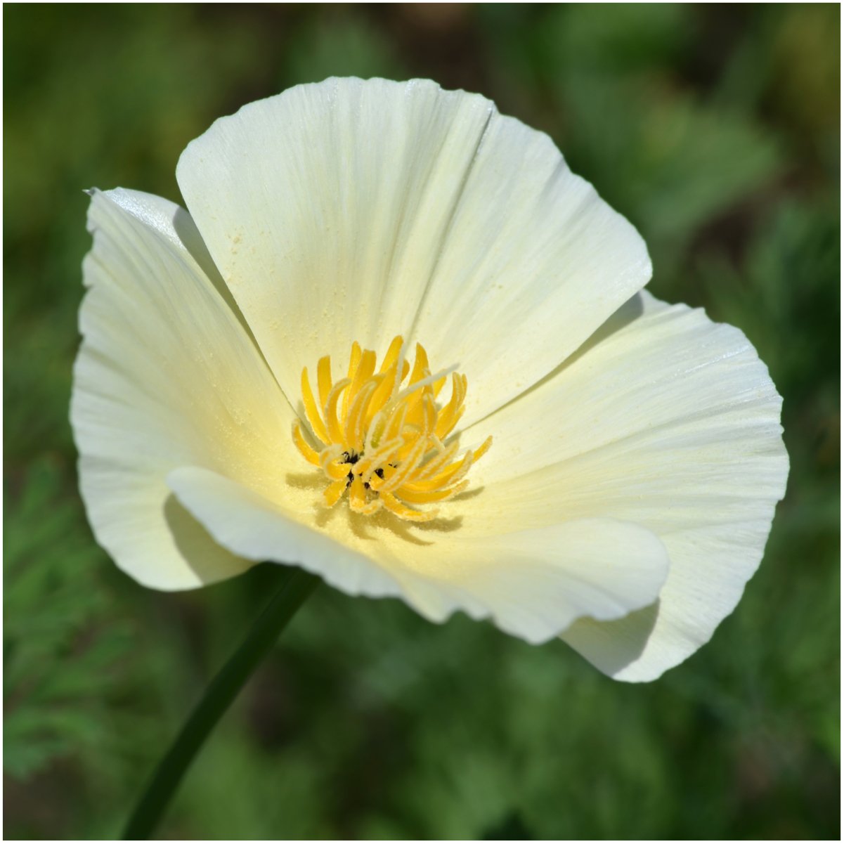 Seed Needs White Linen Poppy bloom thriving in sunlit garden spaces