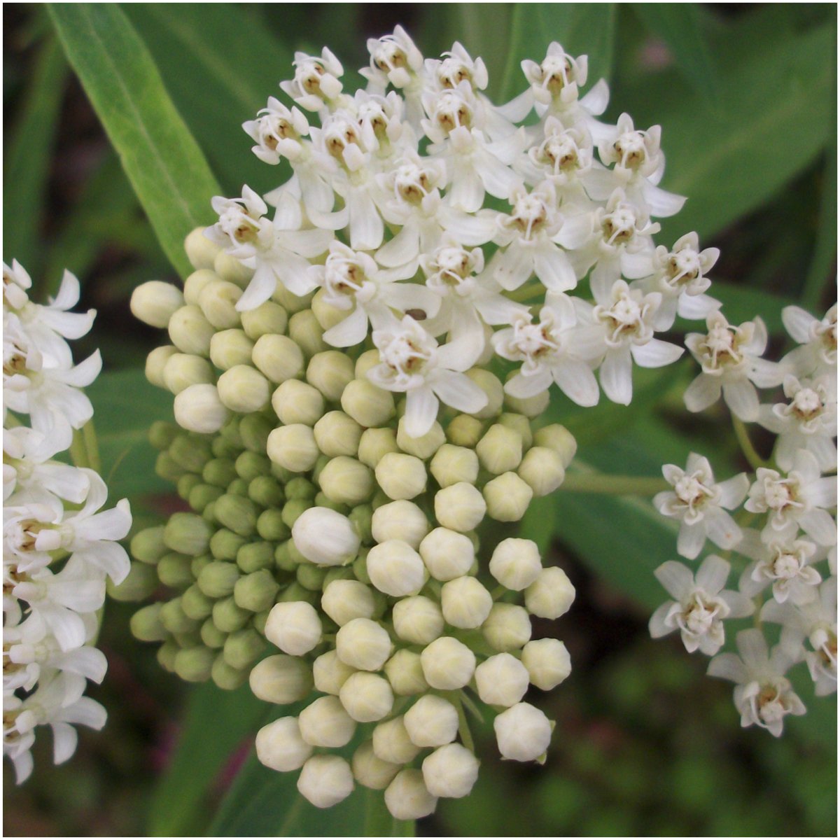 Seed Needs white swamp milkweed plant in garden scene for monarch habitat.