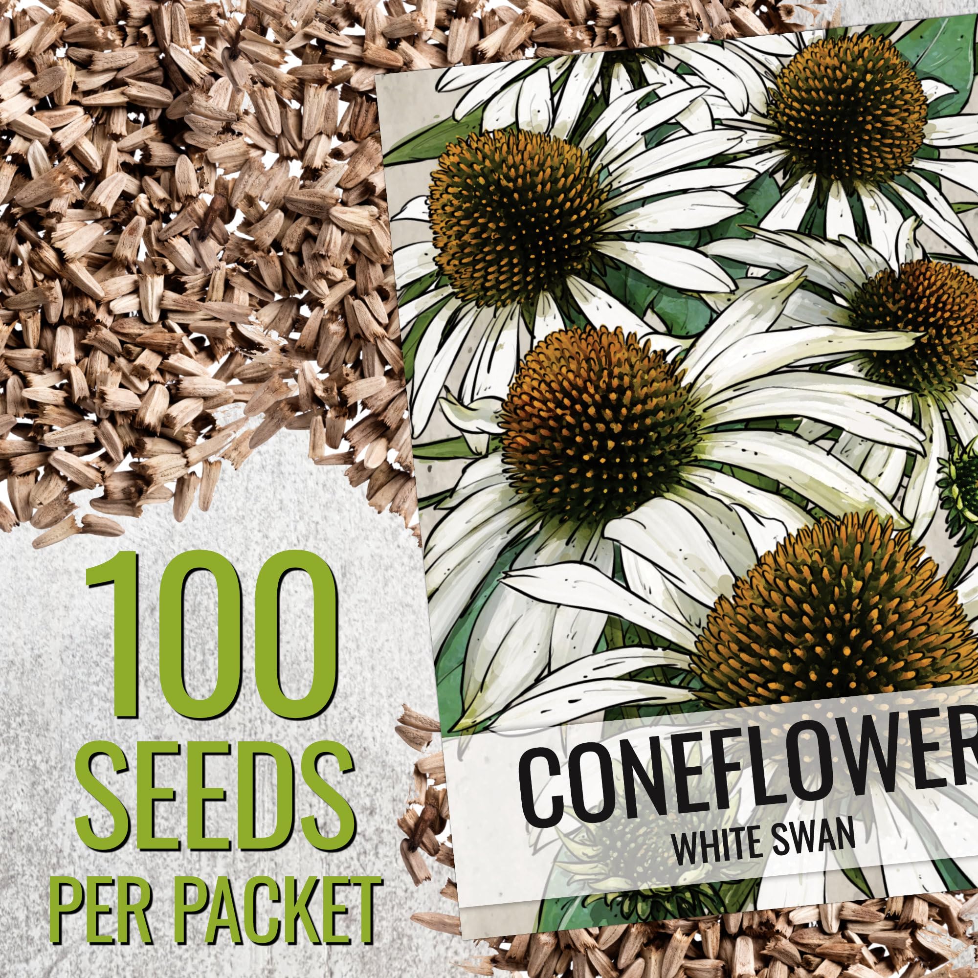 Seed Needs White Swan Coneflower bloom on sturdy stem suitable for borders.