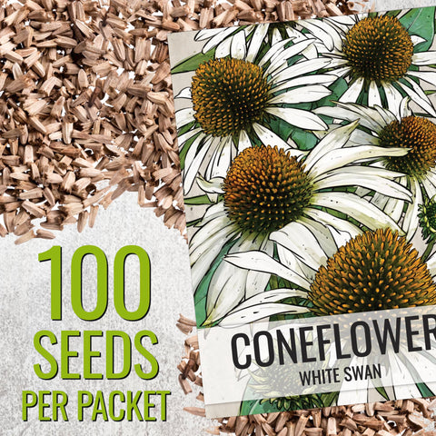 Seed Needs White Swan Coneflower bloom on sturdy stem suitable for borders.