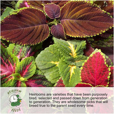 Seed Needs White Yarrow and Columbine attract pollinators