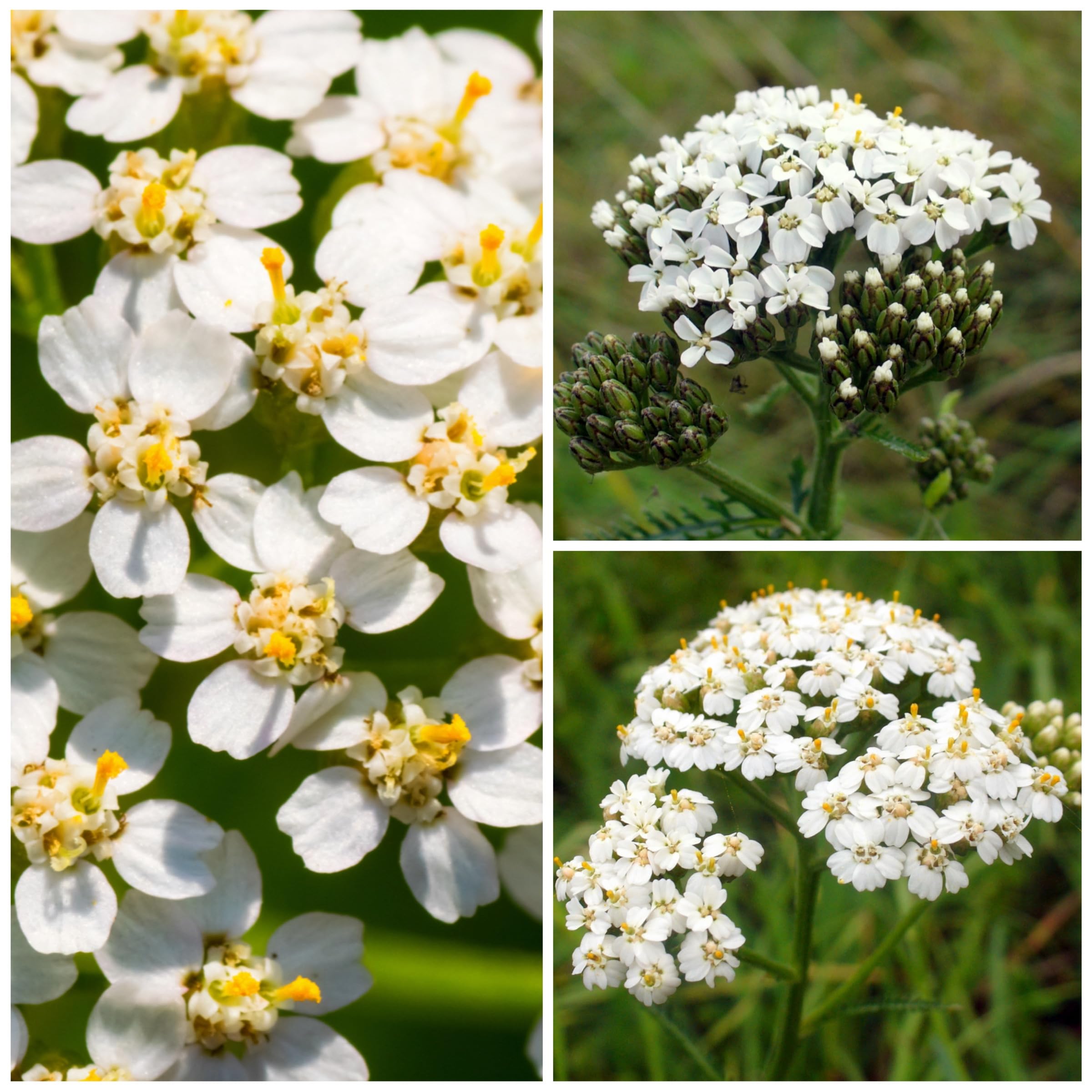 Seed Needs White Yarrow foliage – fern-like leaves add texture to gardens.