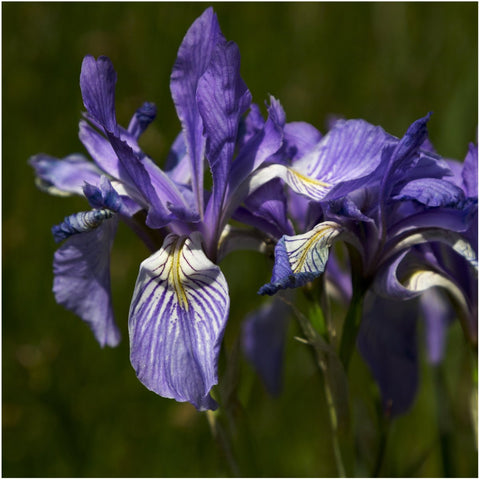 Seed Needs Wild Blue Iris blooms in garden with vivid blue-violet flowers