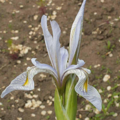 Seed Needs Wild Blue Iris in wet meadow habitat scene